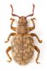 Cathormiocerus myrmecophilus